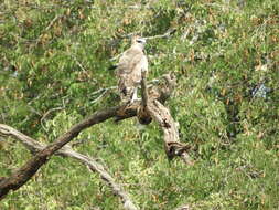 Imagem de Polemaetus Heine 1890