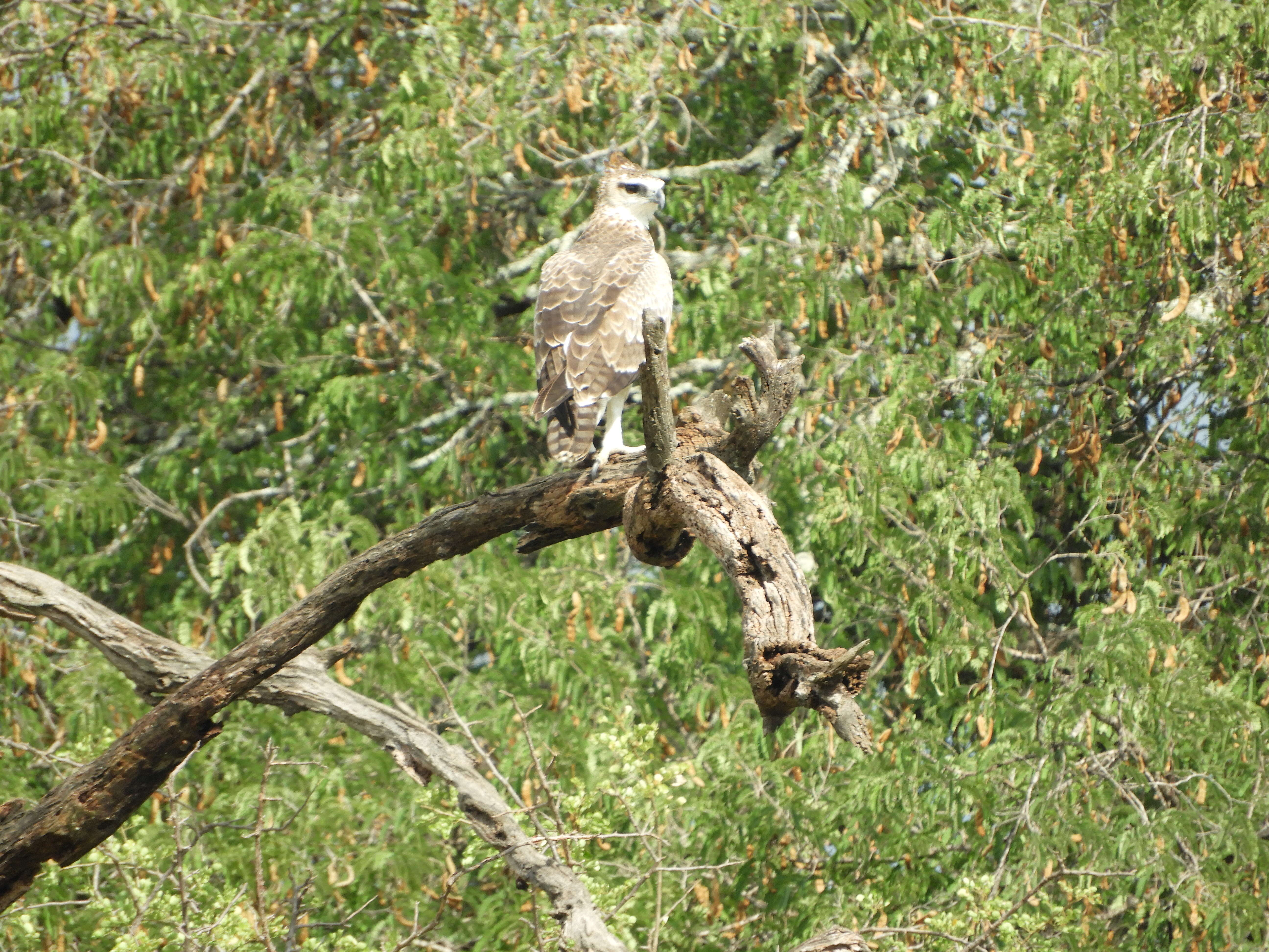 Imagem de Polemaetus Heine 1890