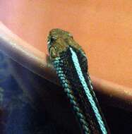 Image of San Francisco garter snake