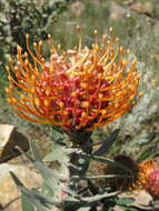 Image of silky-haired pincushion