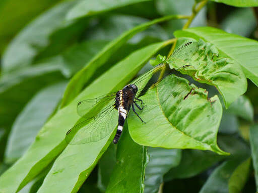 Imagem de Cyanothemis simpsoni Ris 1915