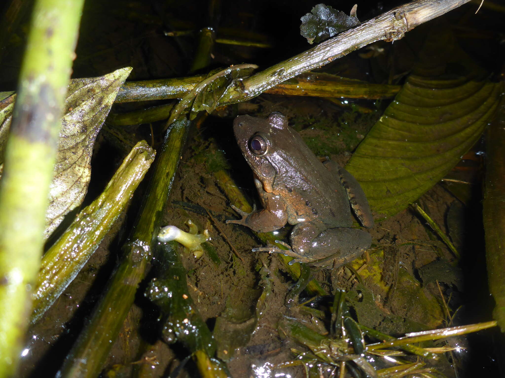 Image of Leptodactylus wagneri (Peters 1862)