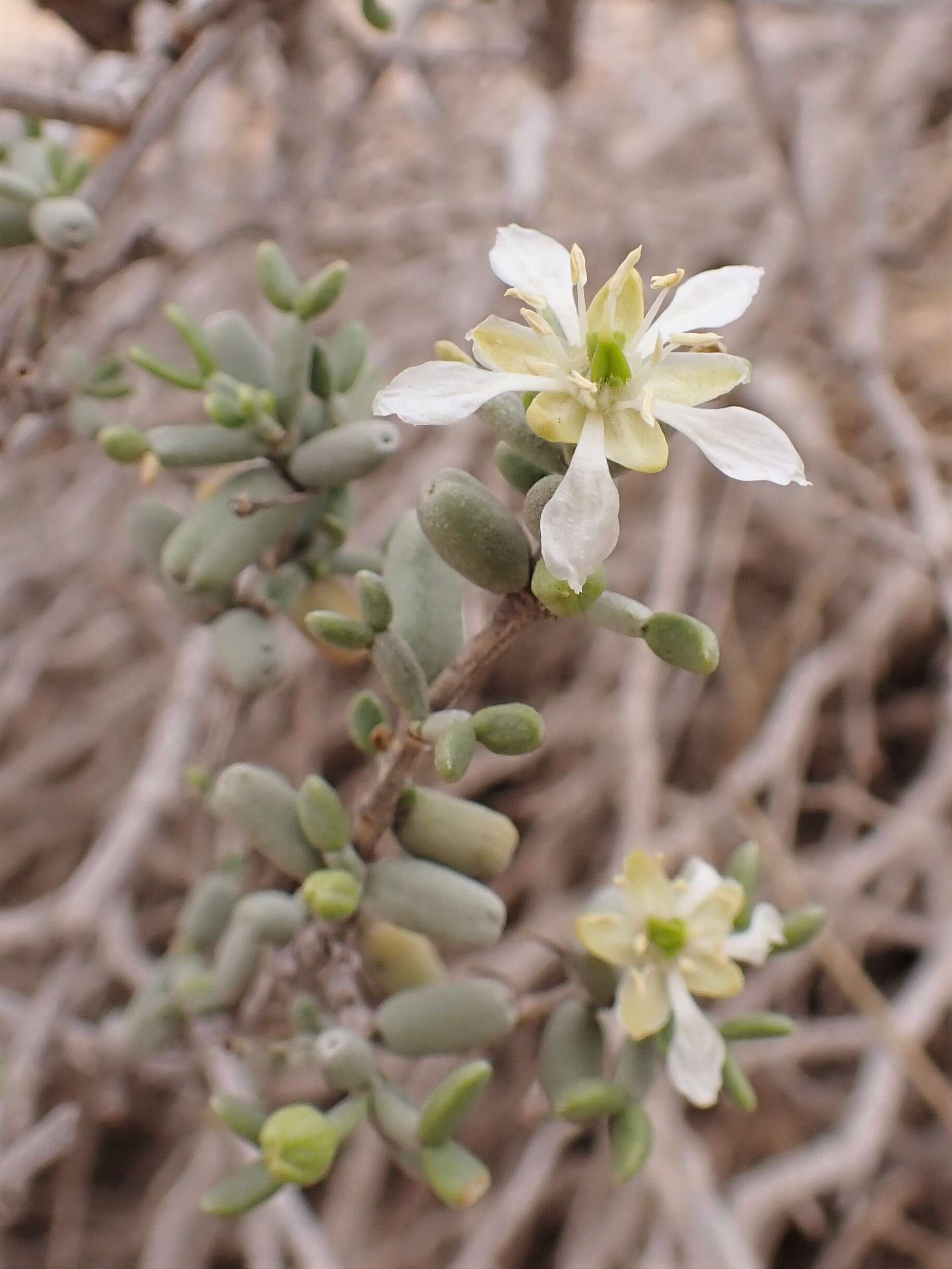 Image of Tetraena dumosa (Boiss.) Beier & Thulin