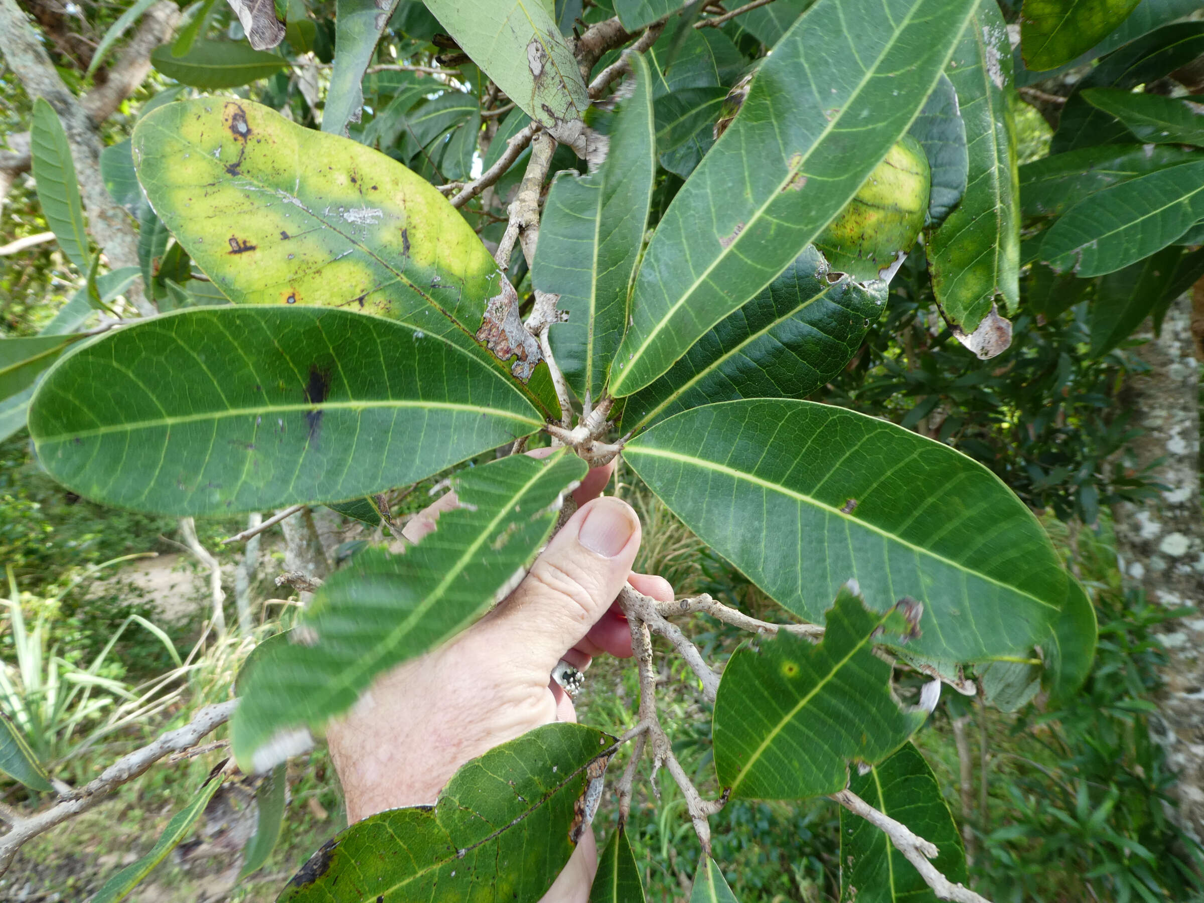 Image of Semecarpus australiensis Engl.