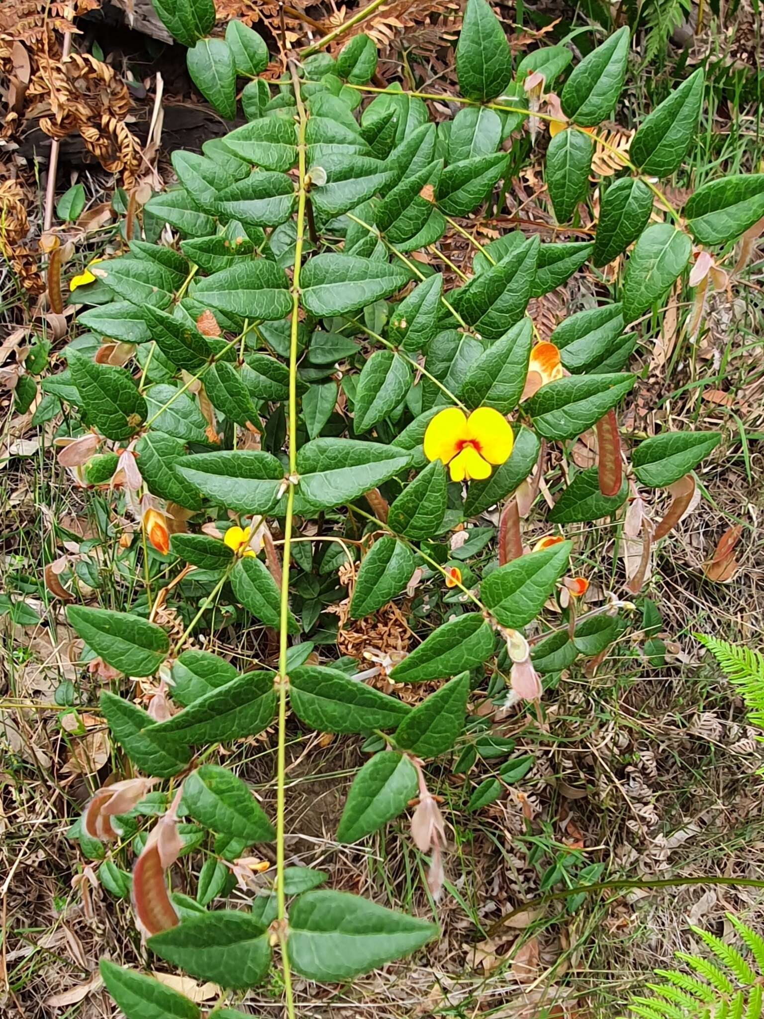 Plancia ëd Platylobium formosum Sm.