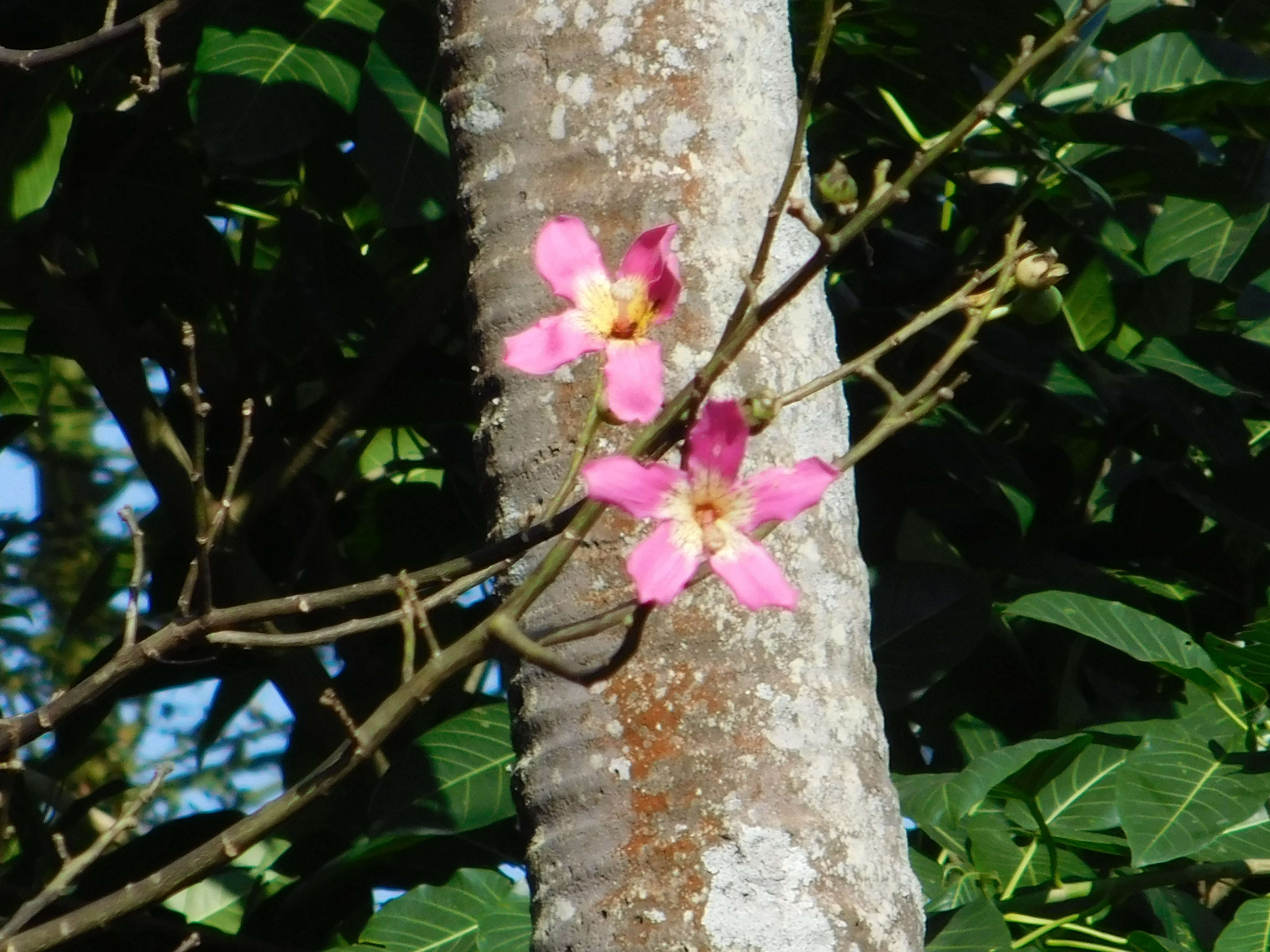 Image of ceiba