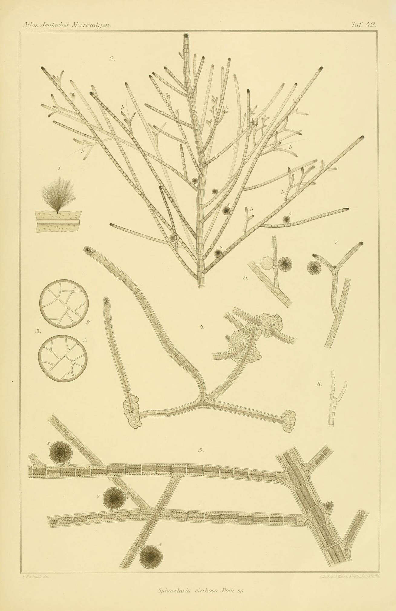 Image of Sphacelaria Lyngbye 1818
