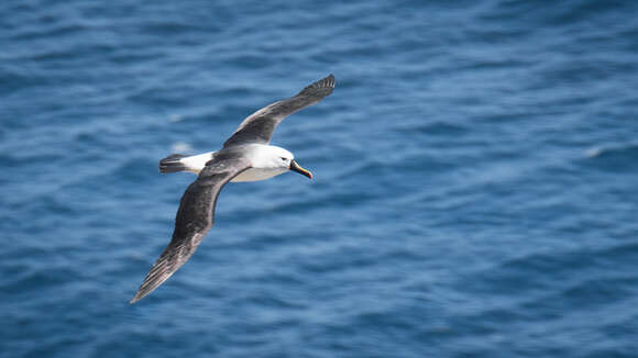 Image de Albatros de Carter