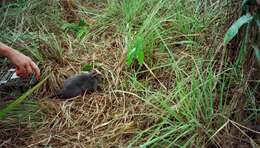 Image of Woolly Giant Rat