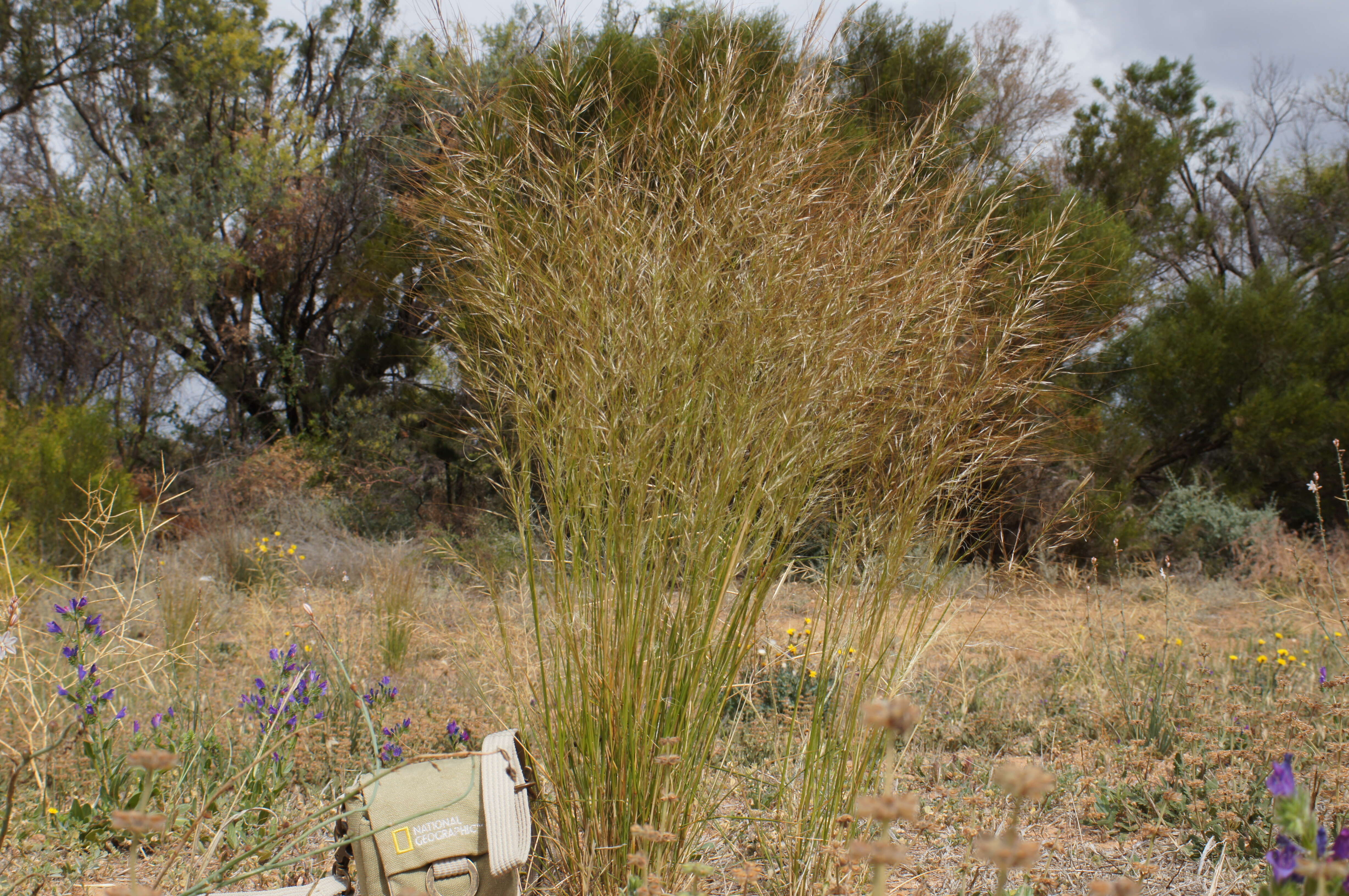 Image of Austrostipa nodosa (S. T. Blake) S. W. L. Jacobs & J. Everett