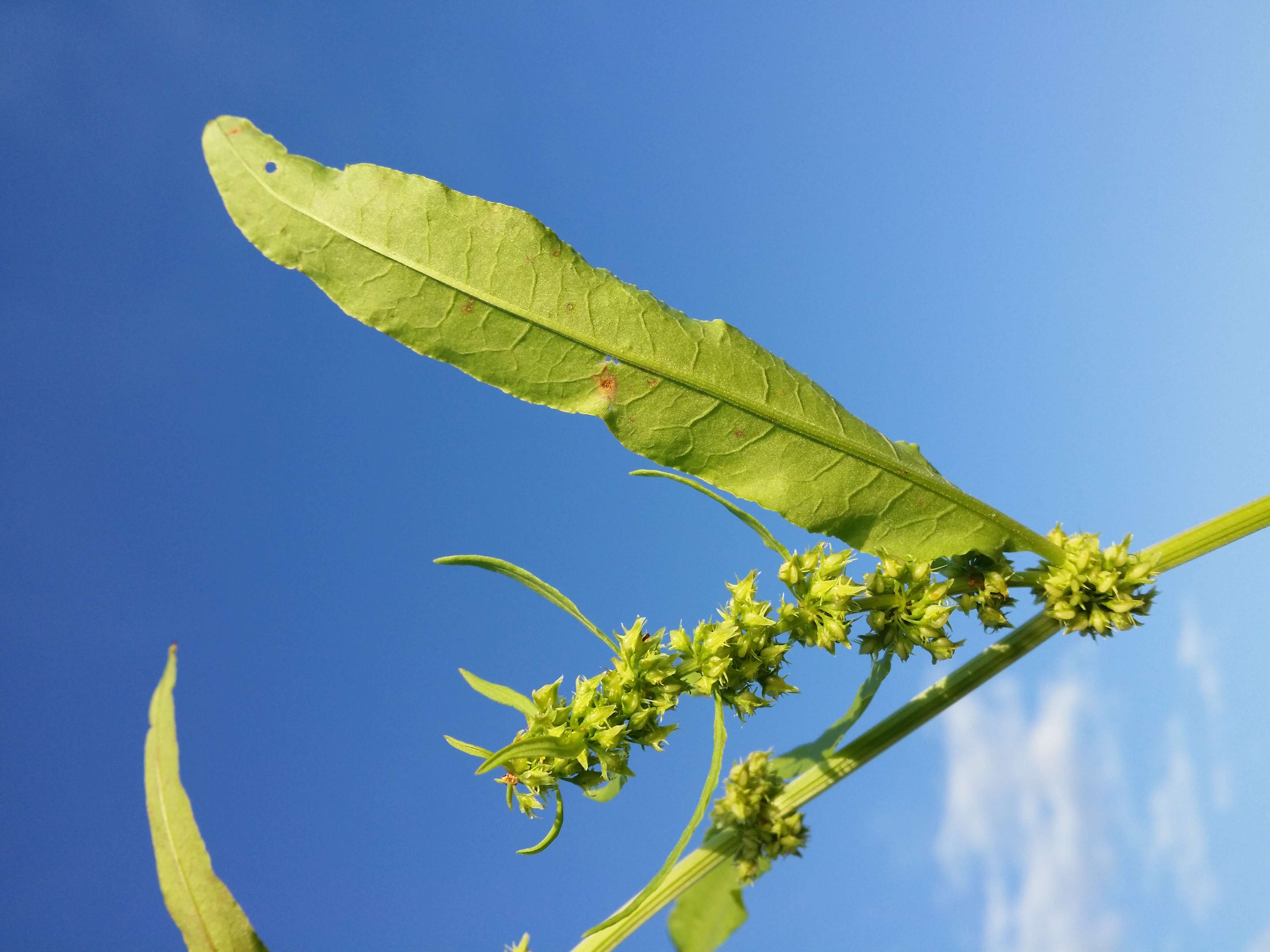 Rumex palustris Sm. resmi