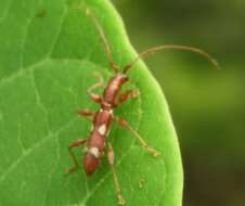 Image of Neocompsa macroscina Martins 1970