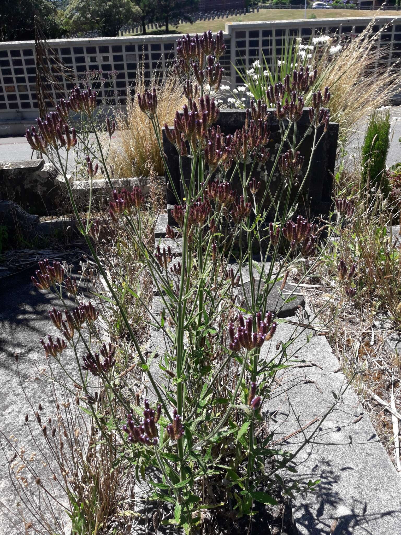 Image of Brazilian Vervain