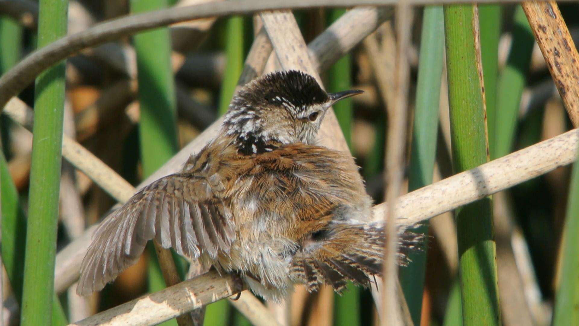 Image of Marsh Wren