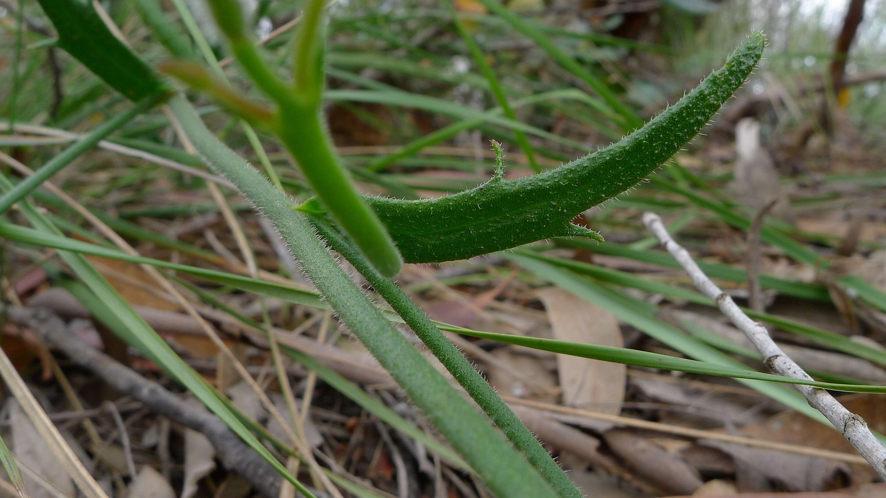 Image of Scaevola ramosissima (Smith) K. Krause