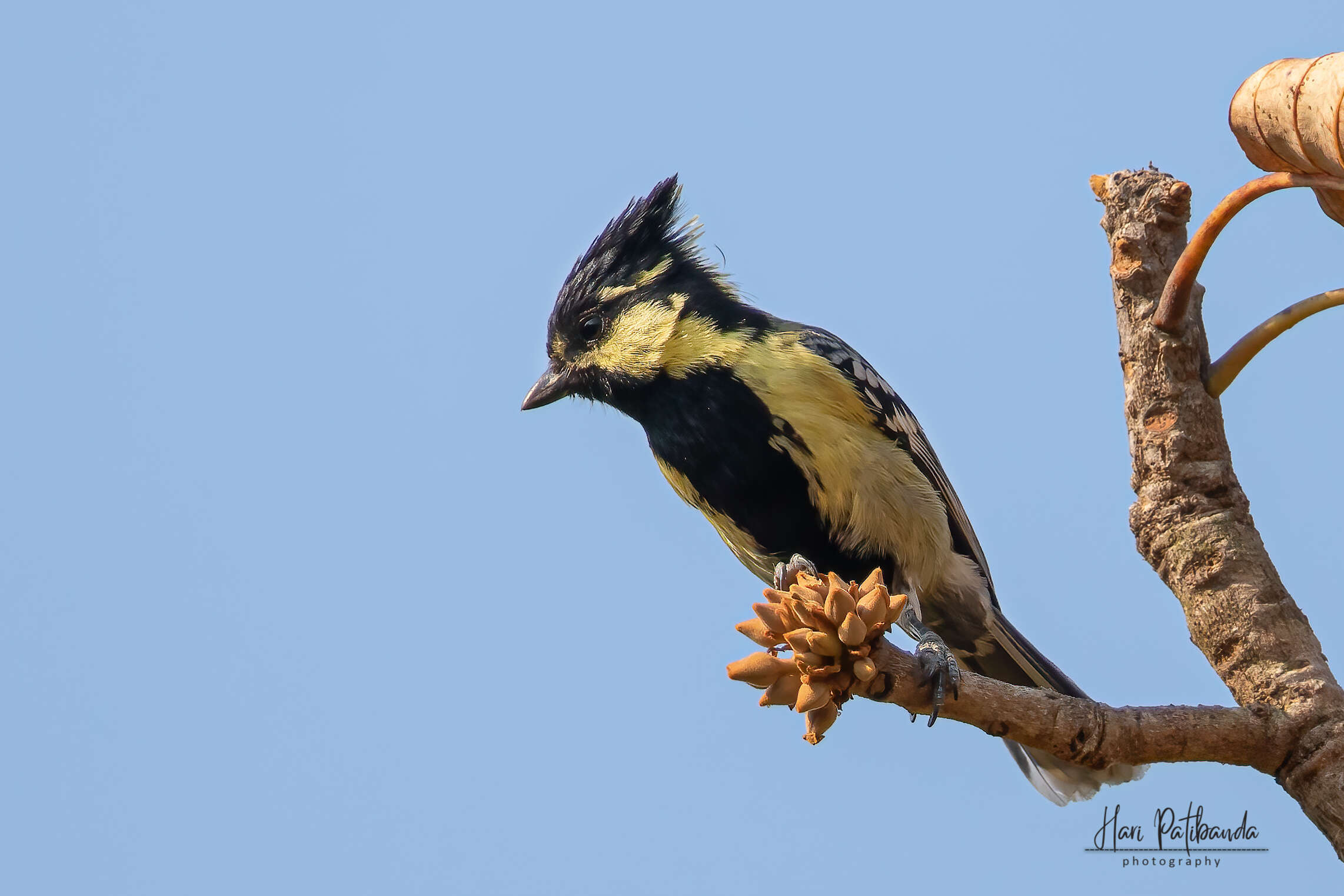 Image de Mésange jaune