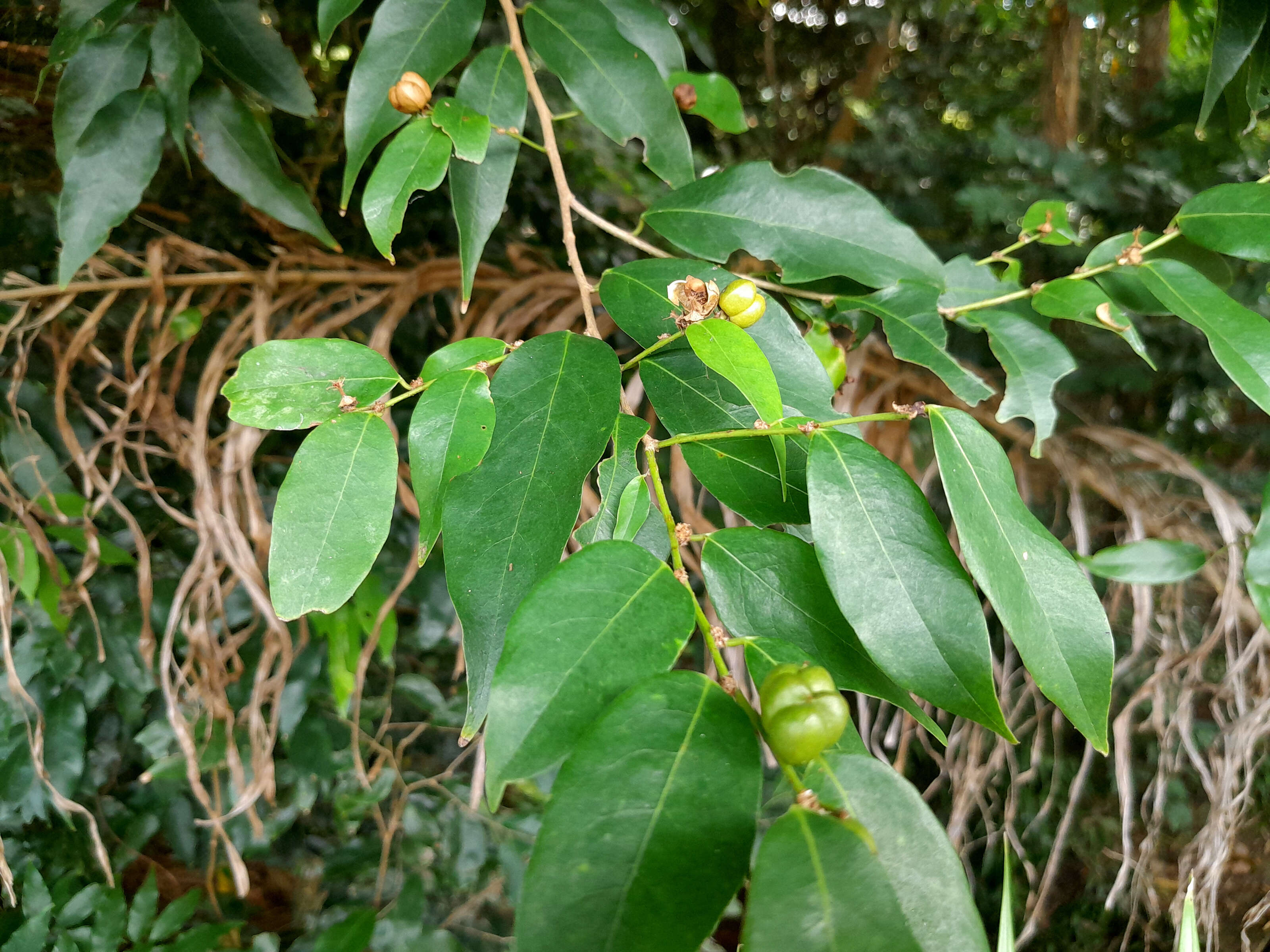 Image of Weeping Cleistanthus