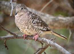 Image of Scaled Dove