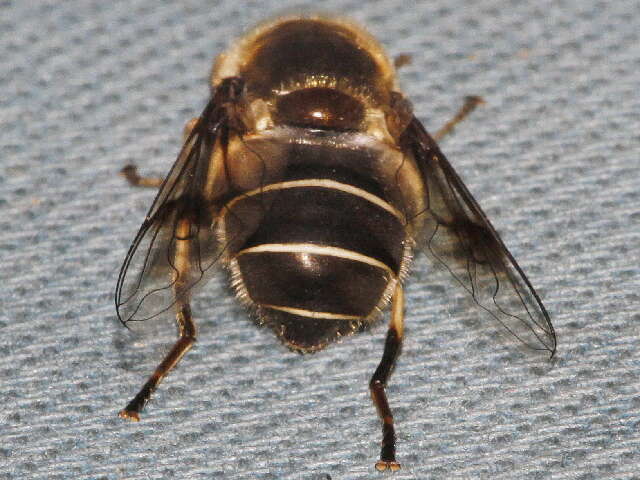 Image of Eristalis obscura Loew 1866