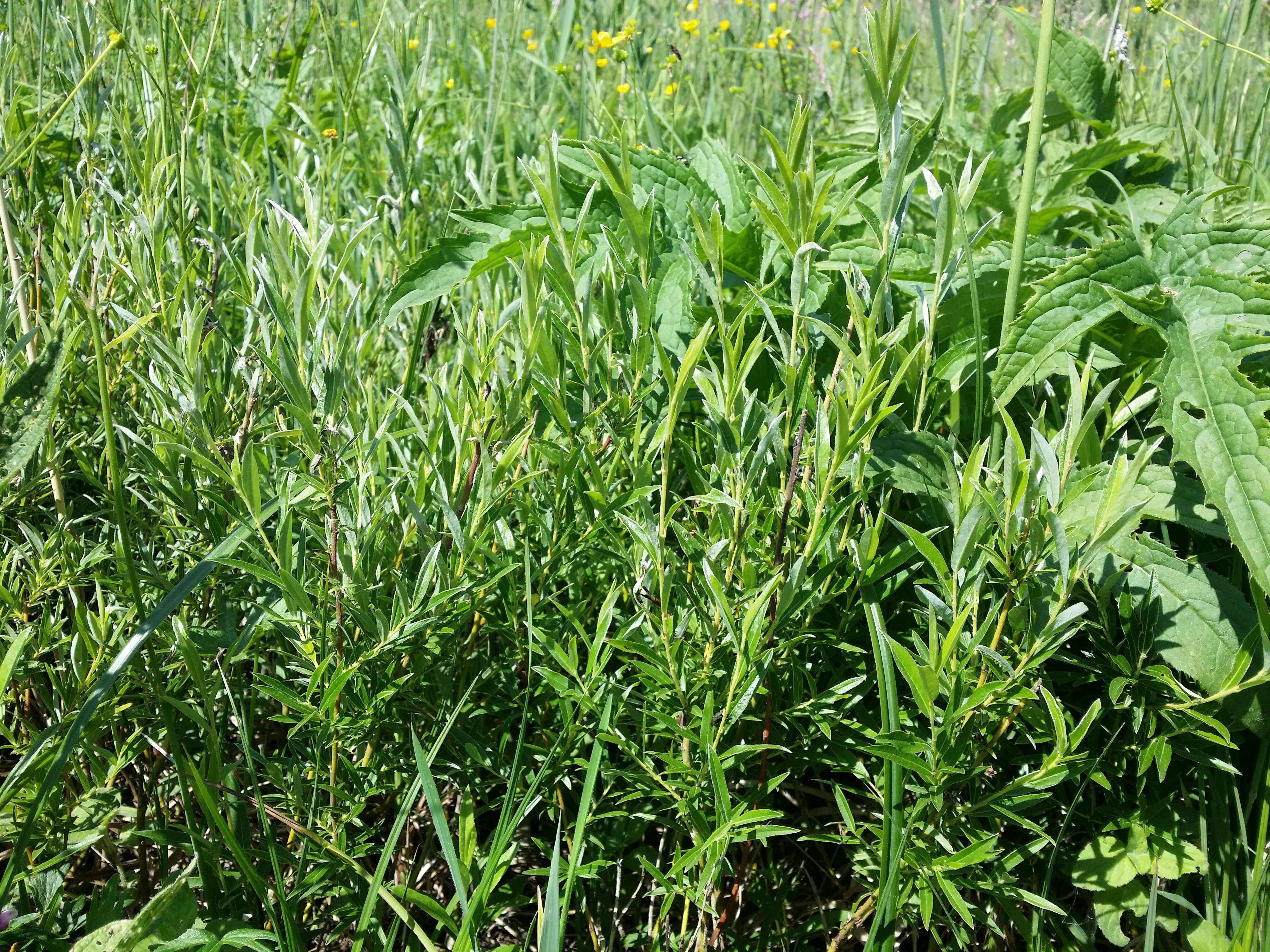 Image of creeping willow