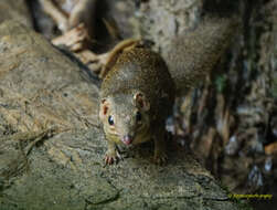 Image of Northern Tree Shrew