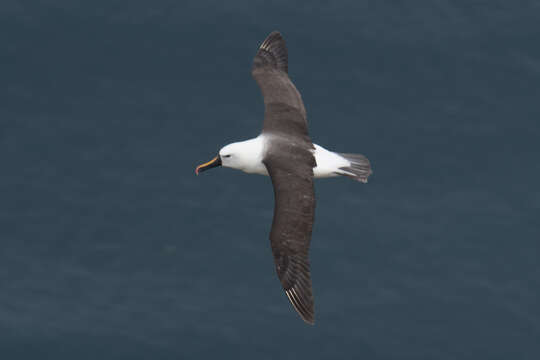 Image of Indian Yellow-nosed Albatross