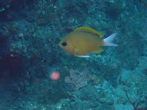 Sivun Chromis albicauda Allen & Erdmann 2009 kuva