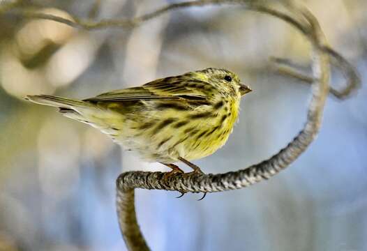 Image of serin, european serin