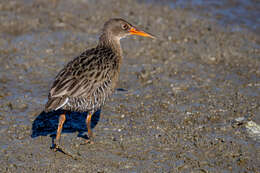 Image of Mangrove Rail