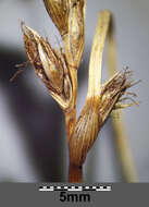 Image of Flat-sedge