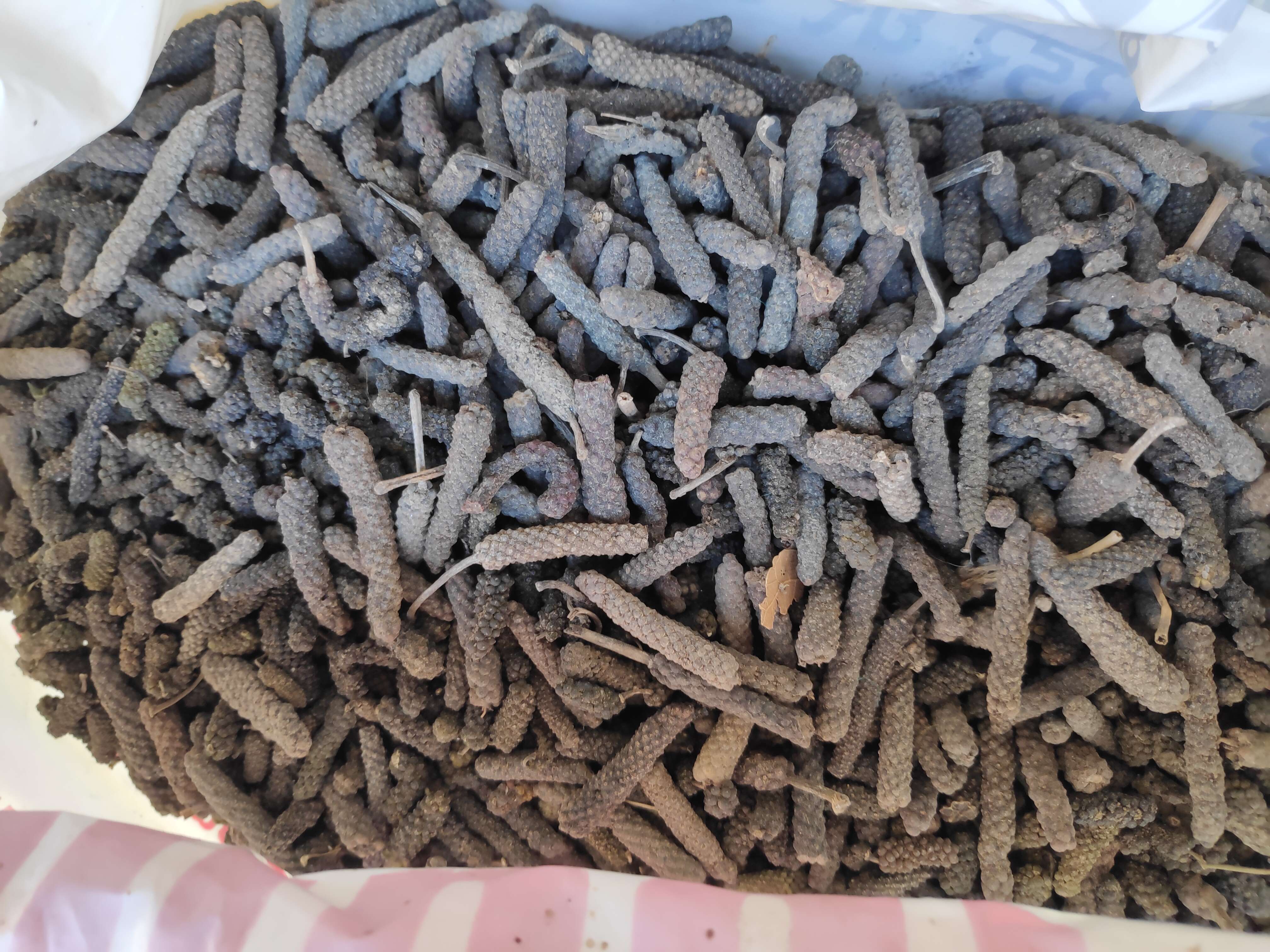 Image of Indian long pepper