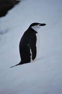 Image of Chinstrap Penguin