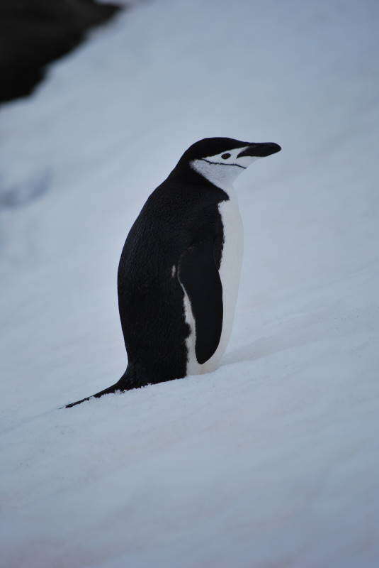 Image of Chinstrap Penguin