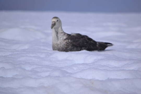 Image of Antarctic Giant-Petrel