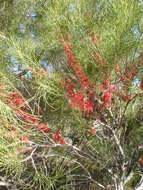 Image de Hakea orthorrhyncha F. Müll.