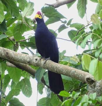 Image of Lady Ross's Turaco