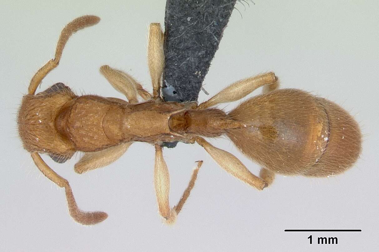 Image of Acanthoponera minor (Forel 1899)