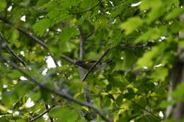 Image of Rose-breasted Grosbeak