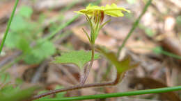 Image of Goodenia rotundifolia R. Br.