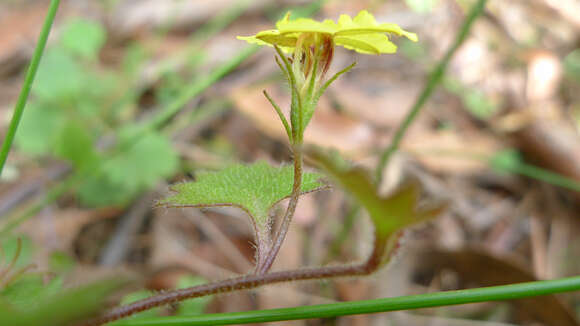 Image of Goodenia rotundifolia R. Br.