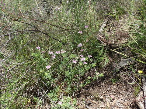 Image of Lotus australis Andrews