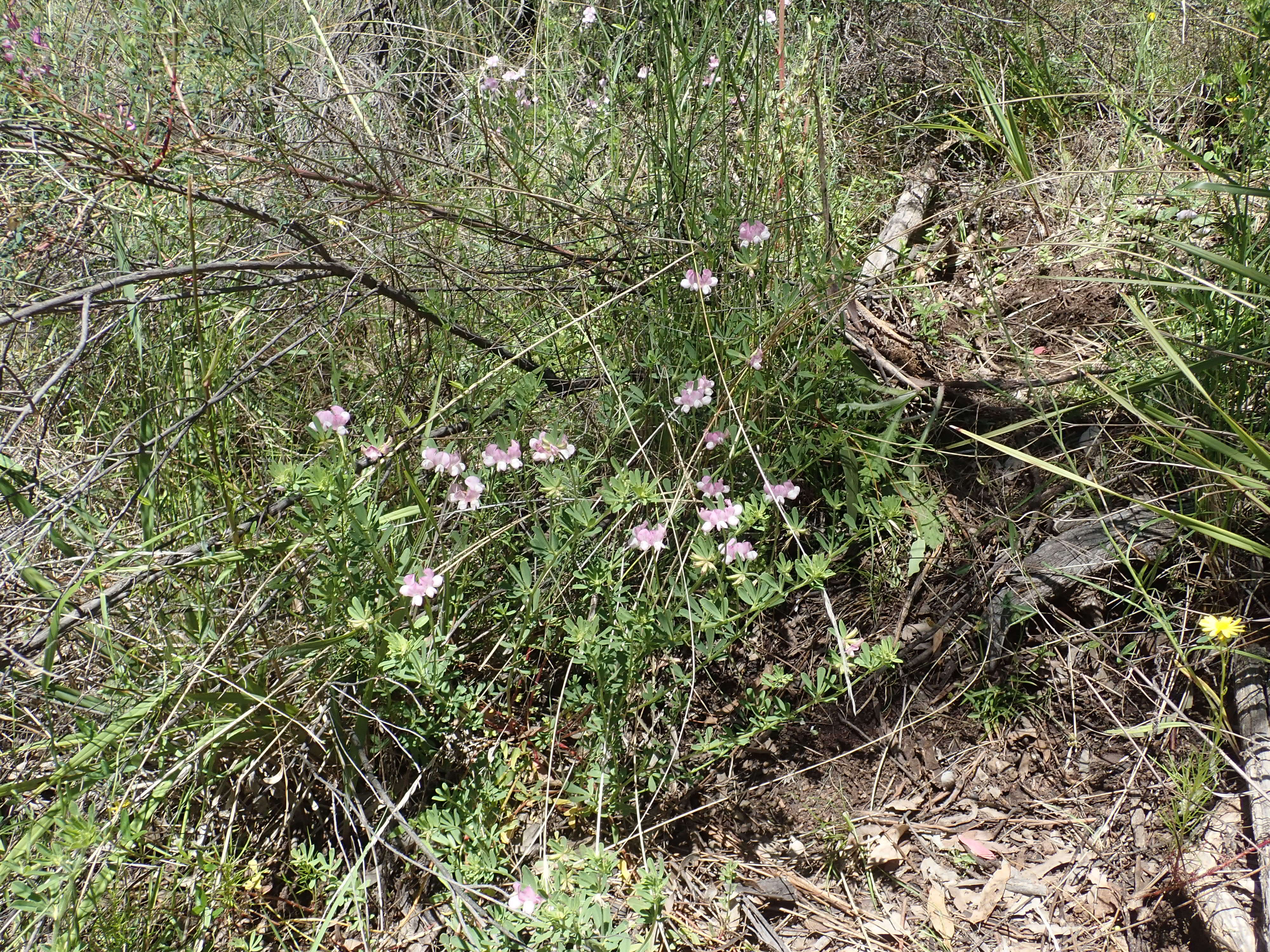 Plancia ëd Lotus australis Andrews