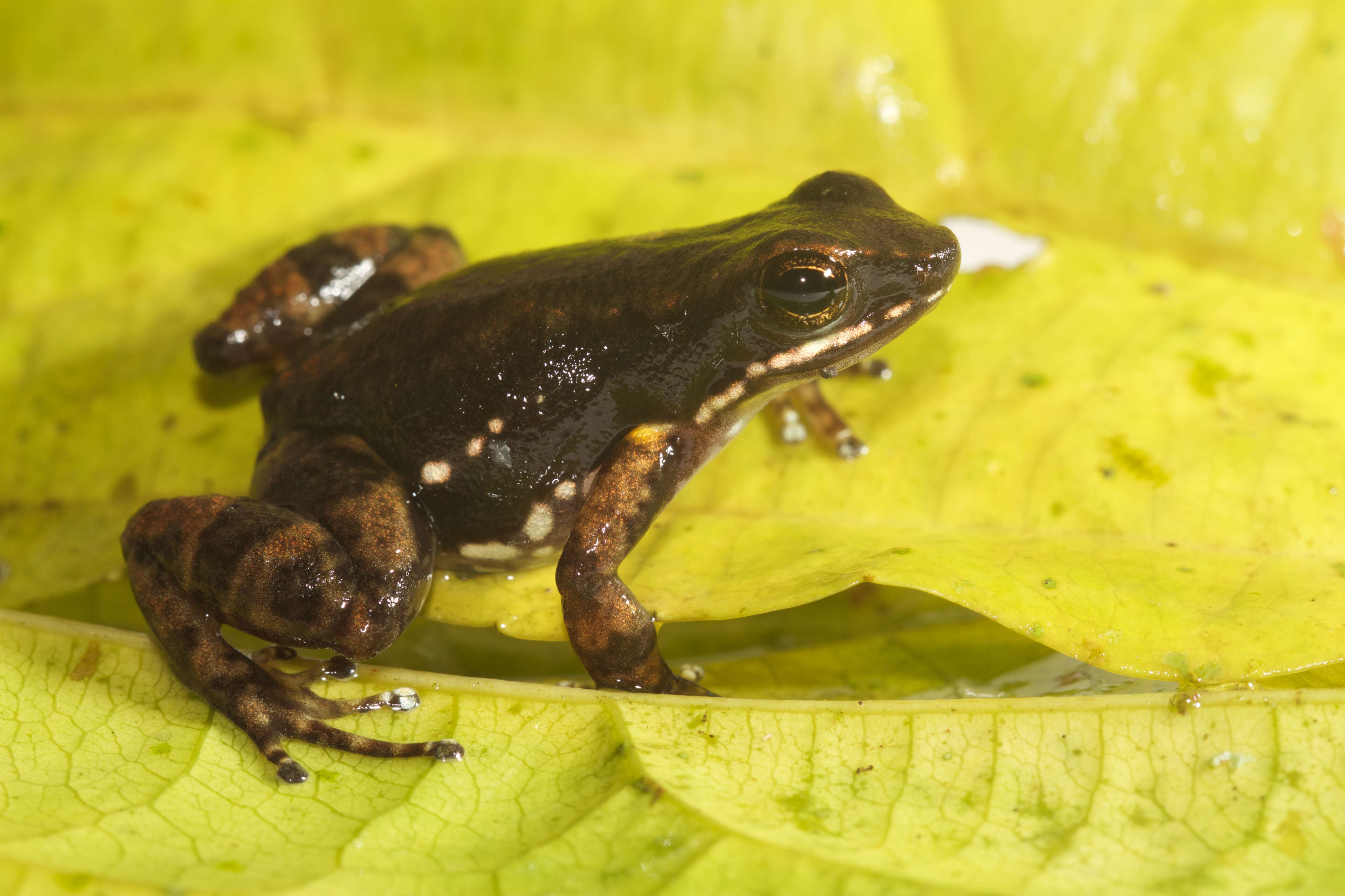 Image of Panama rocket frog