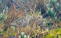 Image of Andean Snipe