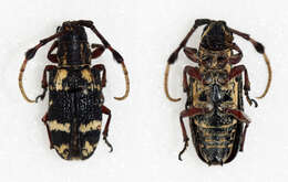 Image of Achthophora annulicornis Heller 1924