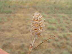 Image of Narrow Clover