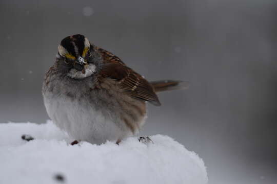 Image of White-throated Sparrow