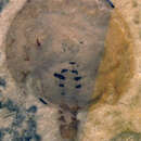 Image of Lunataspis