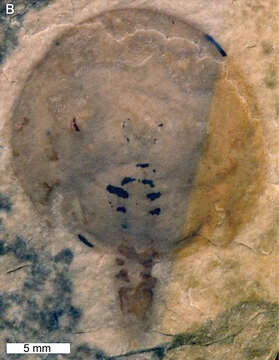 Palaeolimulidae resmi