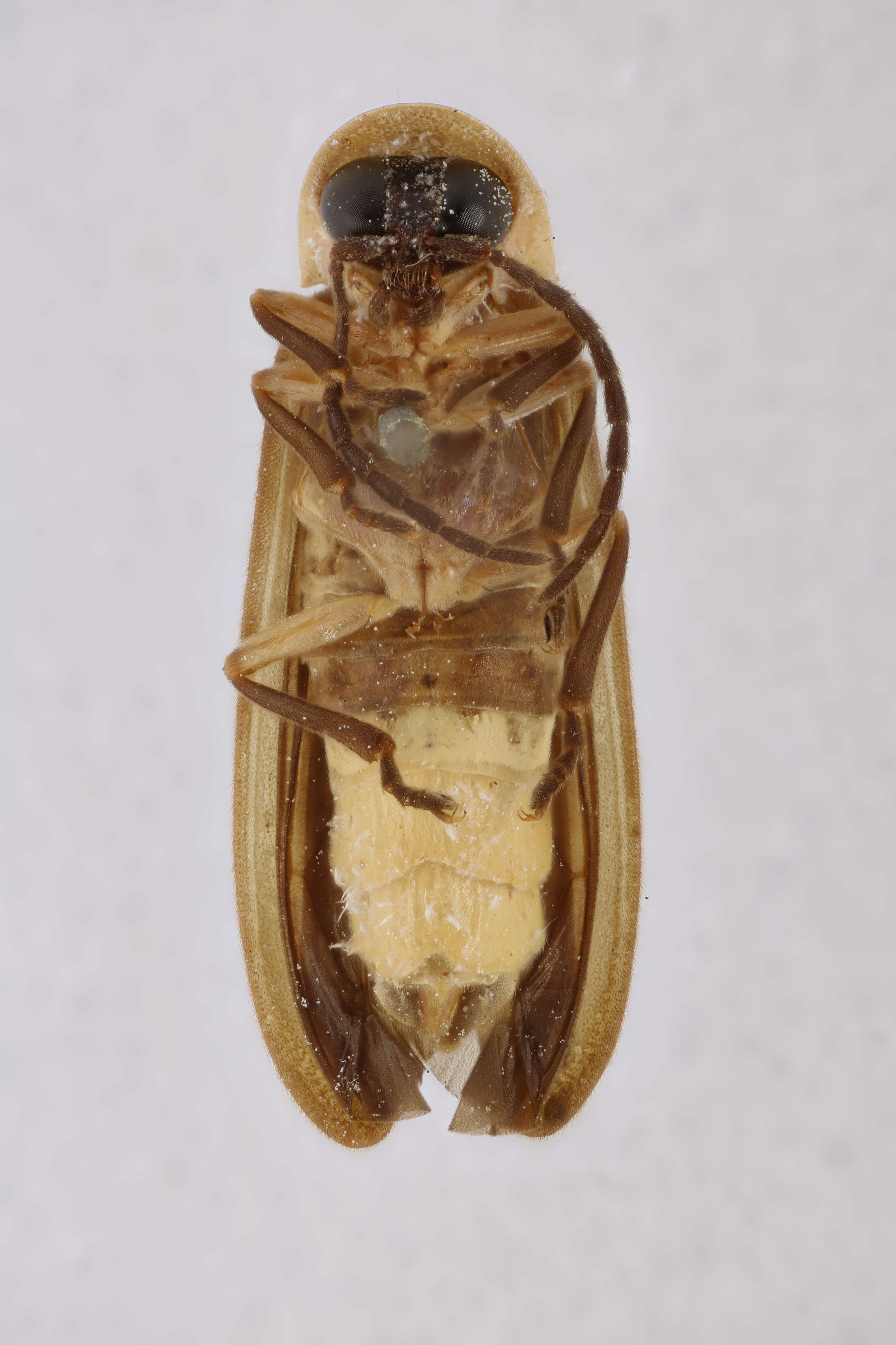 Image of Photinus